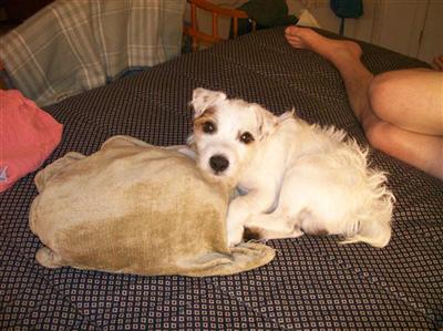 Stud Dogs - Jack Russell Terrier