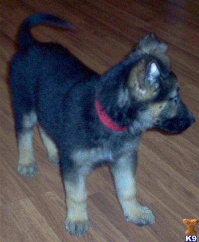 Puppies in PA