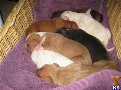 Puppies in MD