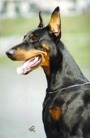Stud Dogs - Doberman Pinscher