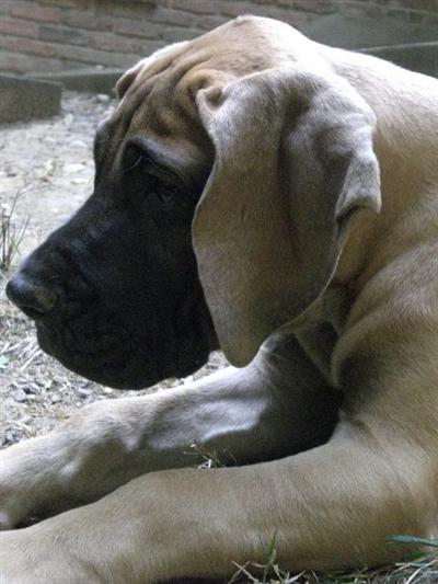 Dogs - Great Dane