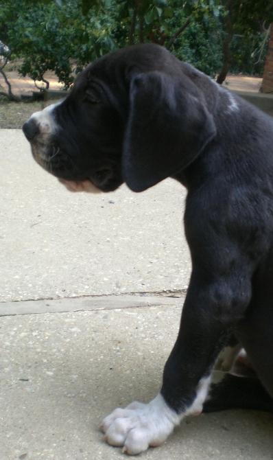 Puppies in VA