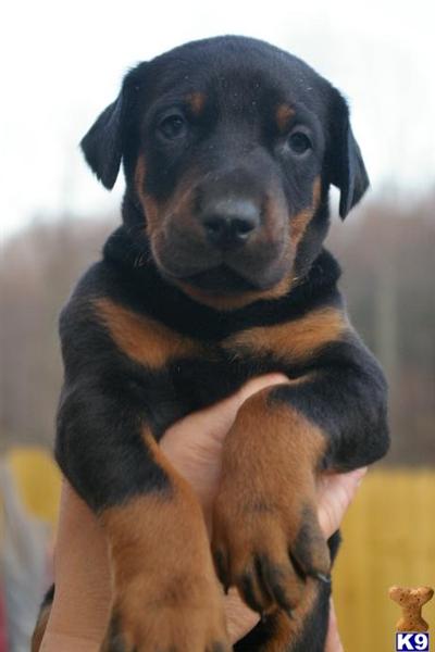 Puppies in VA
