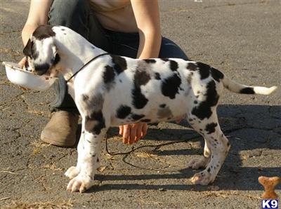 Puppies in VA