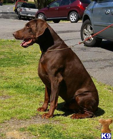Stud Dogs - Doberman Pinscher
