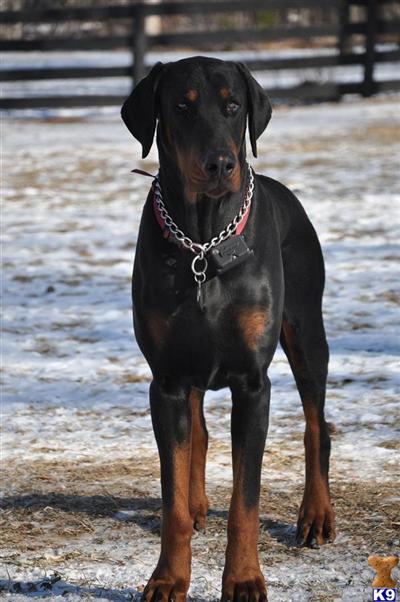 Stud Dogs - Doberman Pinscher