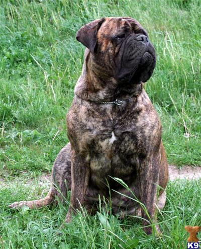 Bullmastiff Puppies for Sale