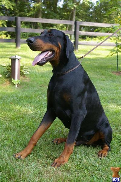 Stud Dogs in VA