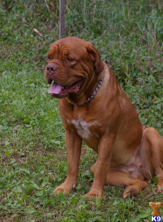 Dogue+de+bordeaux+puppies+for+sale+in+virginia