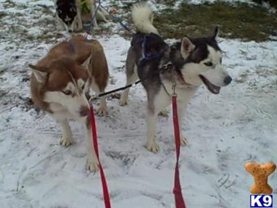 Stud Dogs - Siberian Husky