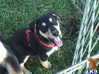 Puppies for Adoption
