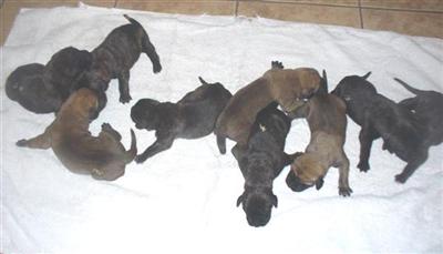 Mastiff Puppies for Sale