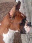 Stud Dogs - Boxer