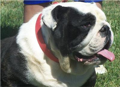Stud Dogs - Bulldog