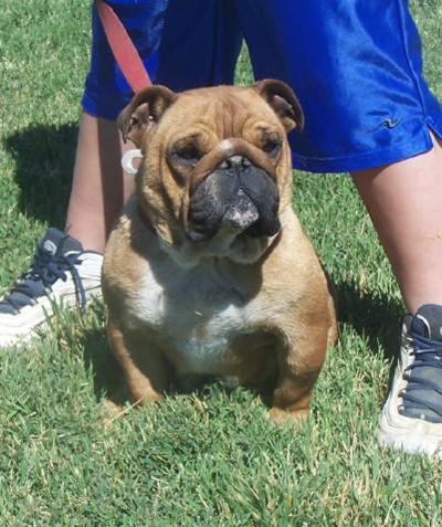 Dogs - English Bulldog