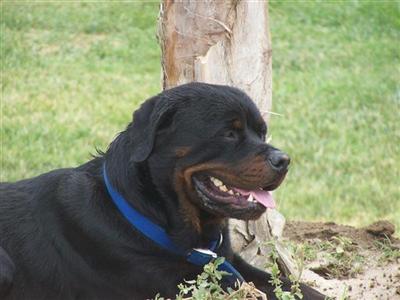 Stud Dogs - Rottweiler