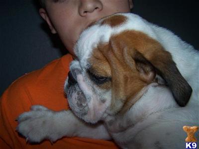 Bulldog Puppies for Sale