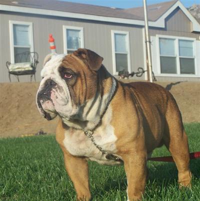 Stud Dogs - English Bulldog