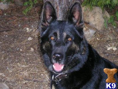 Stud Dogs - German Shepherd