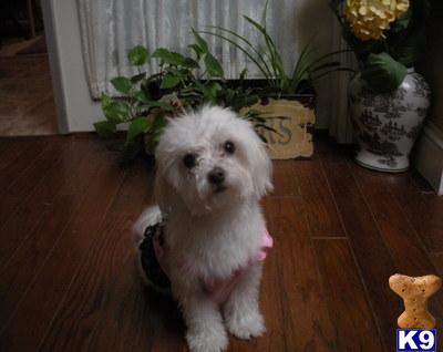 Female Dogs
