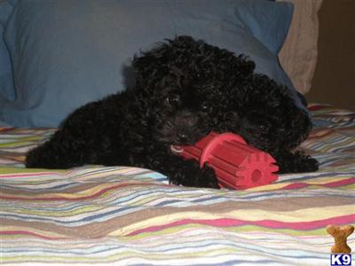 Poodle Puppies for Sale