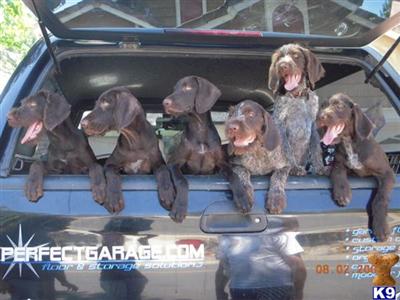 German Wirehaired Pointer Puppies for Sale