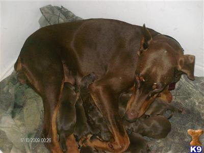 Doberman Pinscher Puppies for Sale