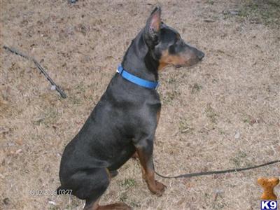 Doberman Pinscher Puppies for Sale