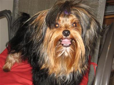 Stud Dogs - Yorkshire Terrier