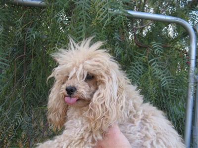 Stud Dogs - Poodle