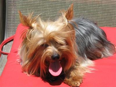Stud Dogs - Yorkshire Terrier