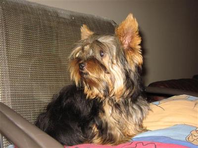 Dogs for Sale in CA