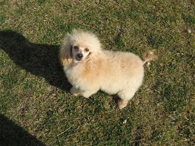 Dogs for Sale in CA