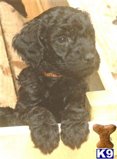Puppies in NM