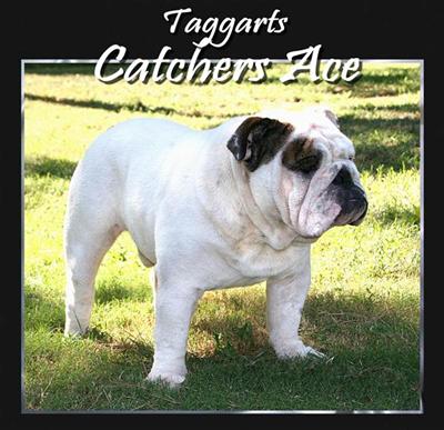Stud Dogs in AR