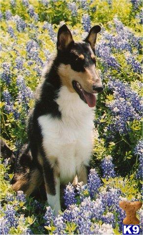 Dogs - Collie