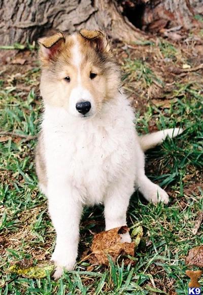 Collie Puppies for Sale