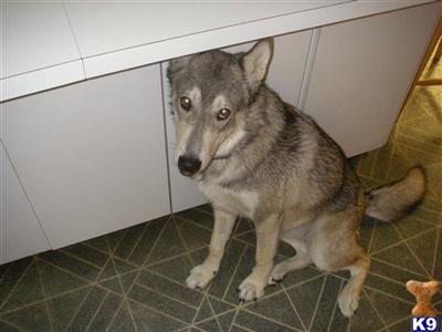 Stud Dogs - Wolf Dog