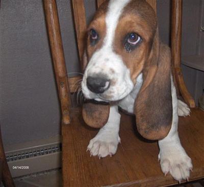 Basset Hound Puppies for Sale