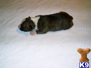 Bull Terrier Puppies for Sale