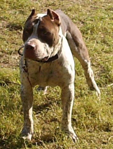 Stud Dogs in OK