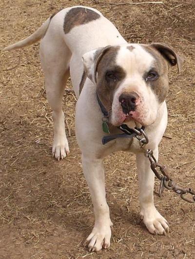 Stud Dogs in OK