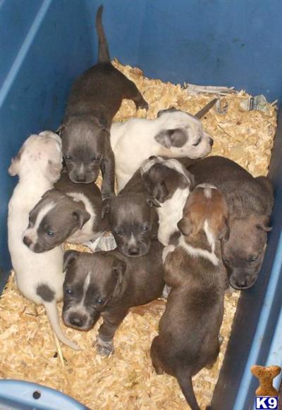 Puppies in OK