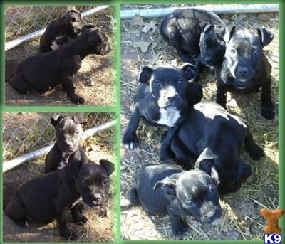 Puppies in OK