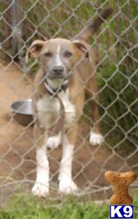 Dogs for Adoption