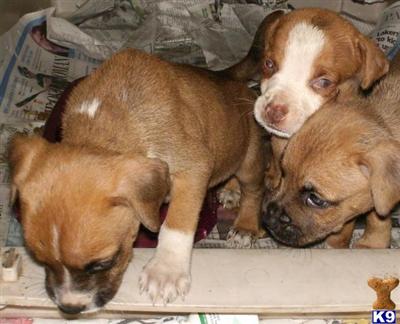 Puppies in OK