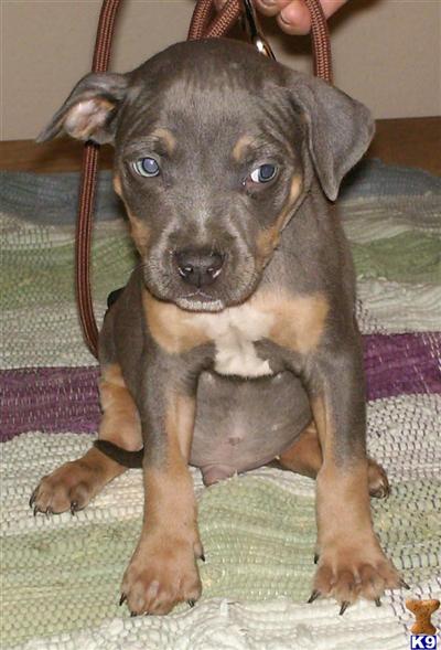 Puppies in OK