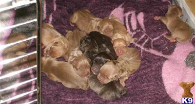 Puppies in OK