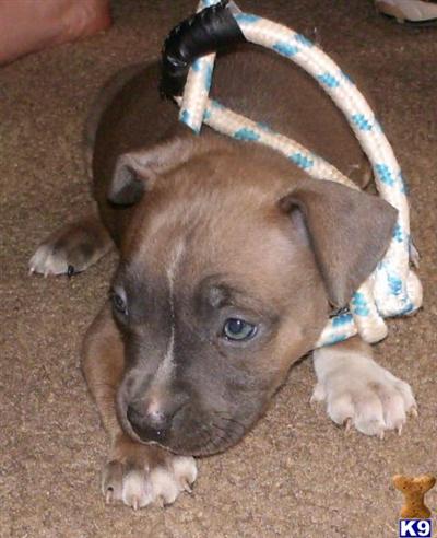 Puppies in OK