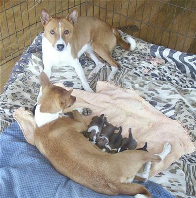 Basenji Puppies for Sale